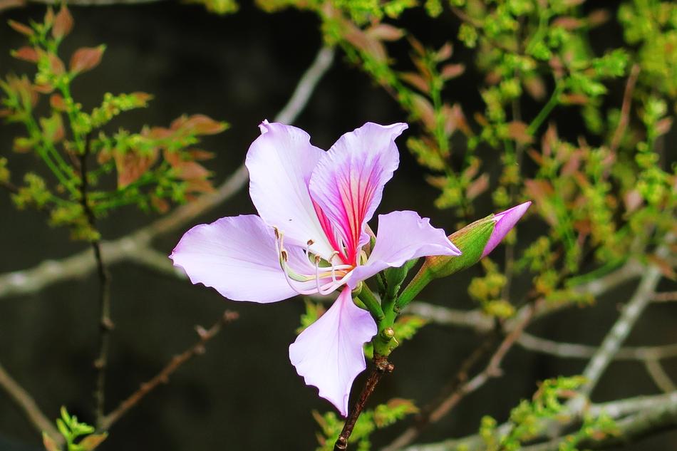 Flower Nature Plant