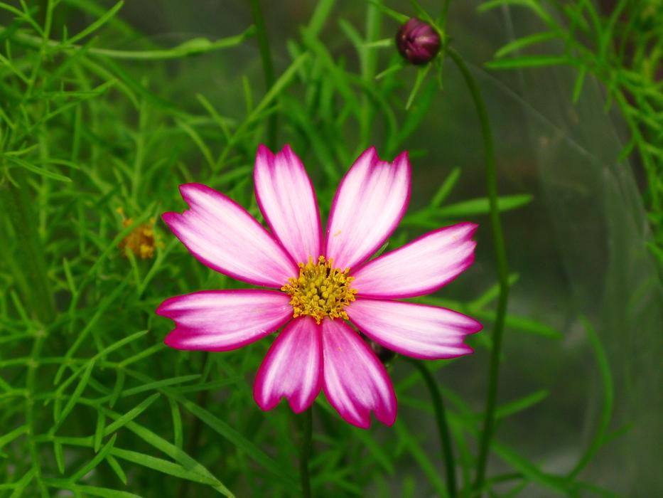 Nature Summer Flower