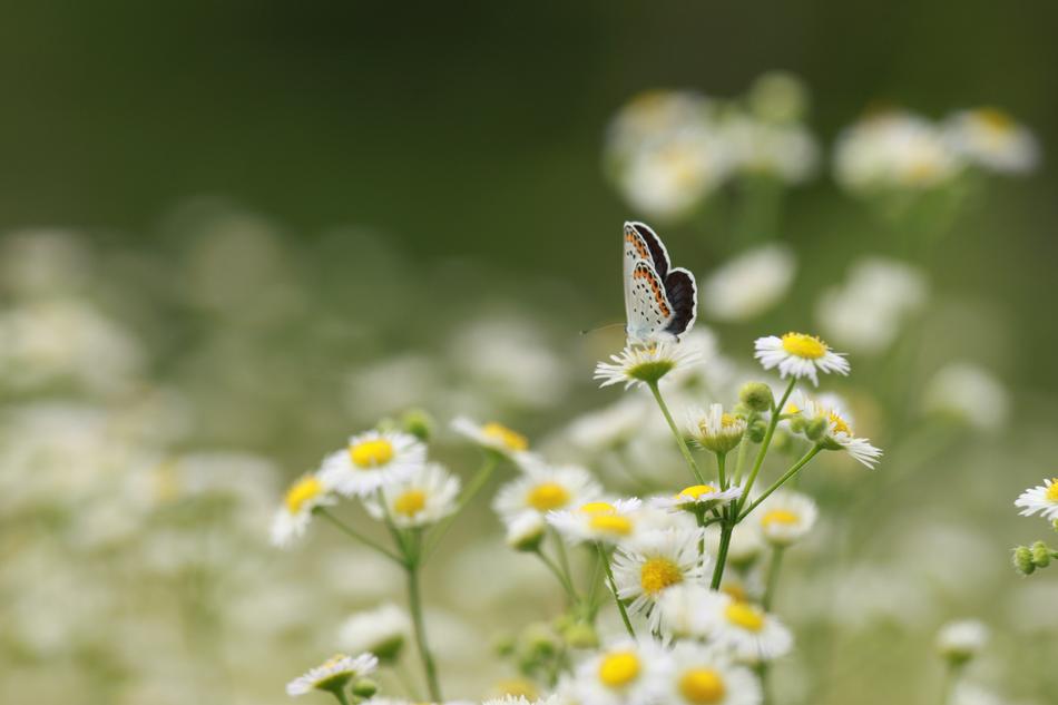 butterfly chamomile meadow
