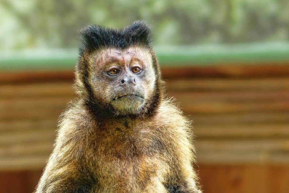 Sad brown monkey