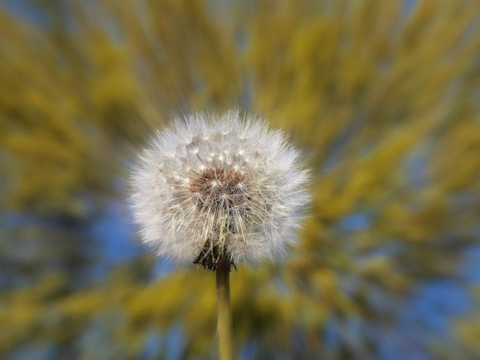 Flora Nature Flower