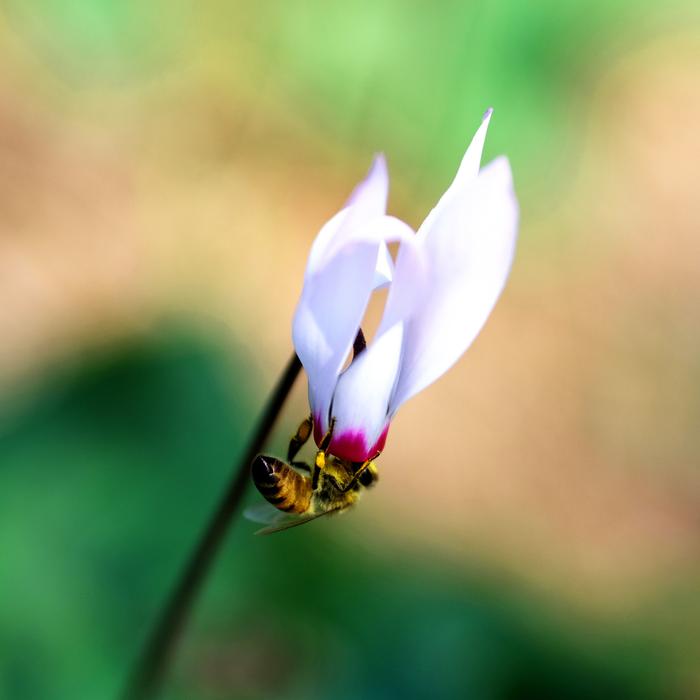 Nature Flower Bee