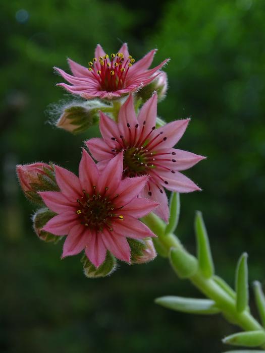 Netřesk Macro Flower