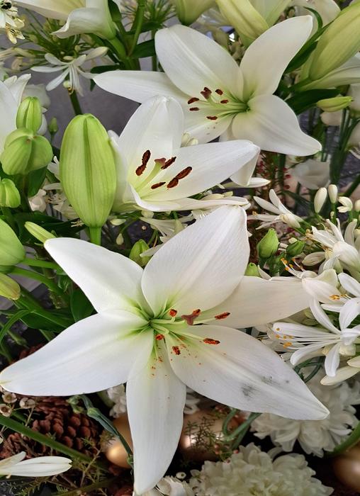 Flower Nature Plant