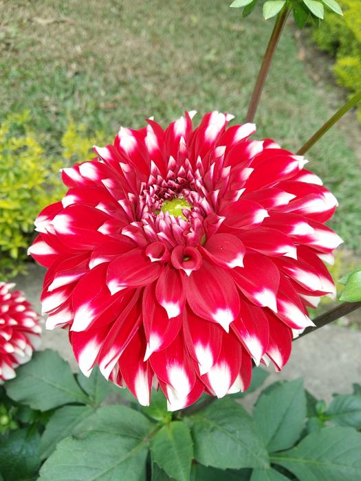 Flower Nature