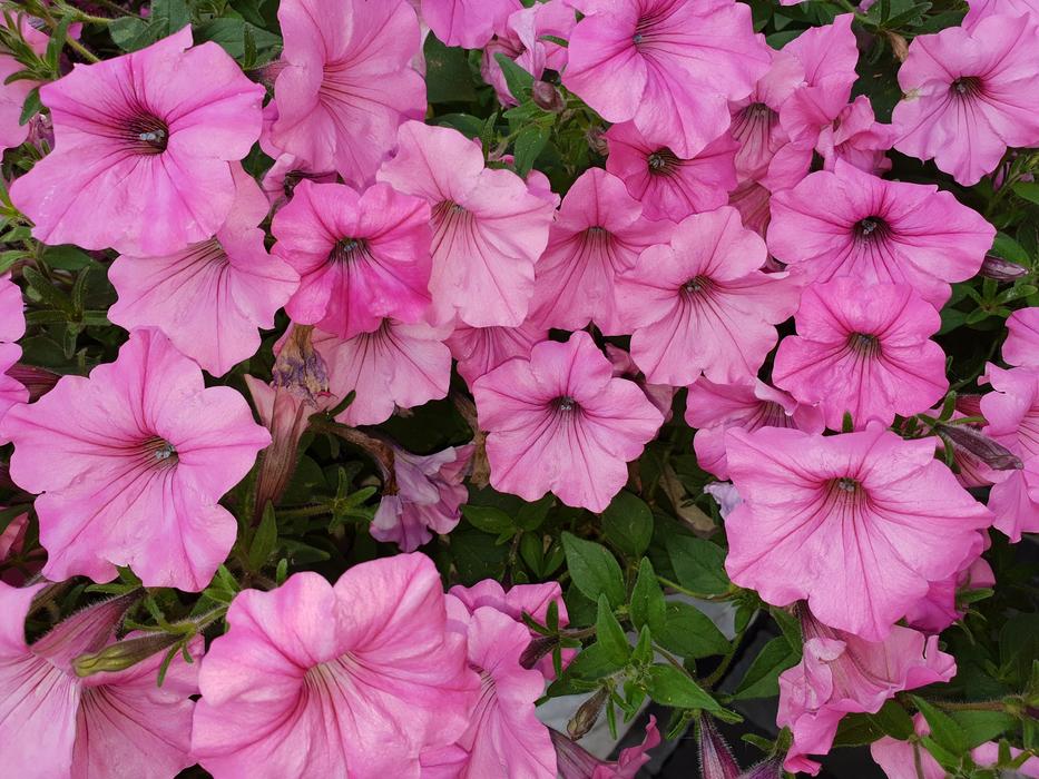 Pink Flowers Summer Flower Nature