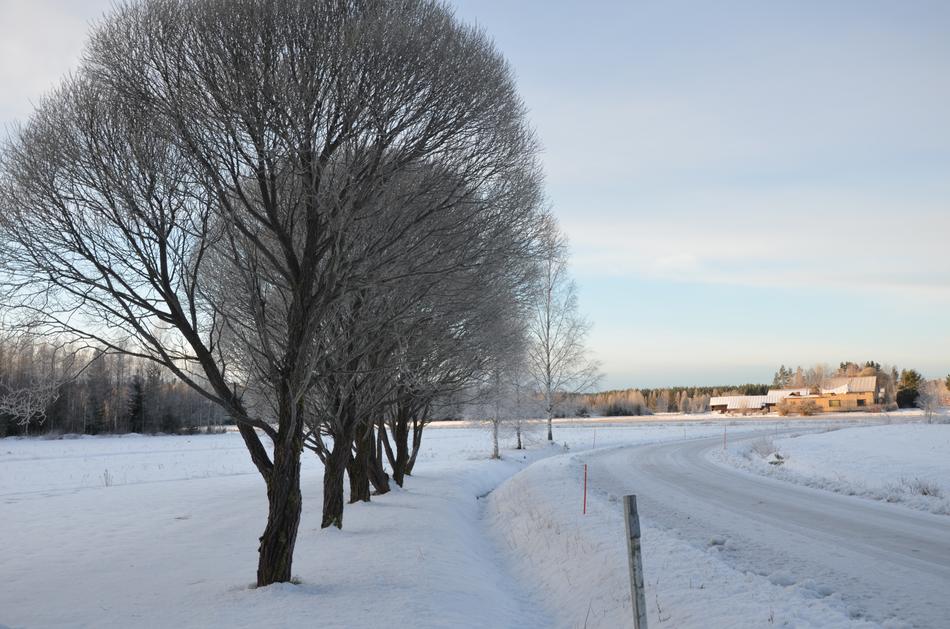 Winter Snow Frost