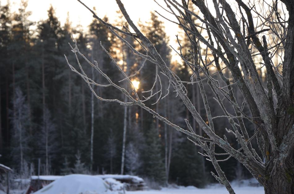 Winter Snow Tree