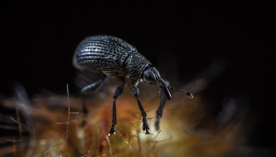 Nature Living macro blur