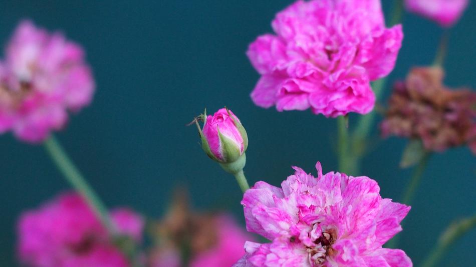 blooming fresh fragrance