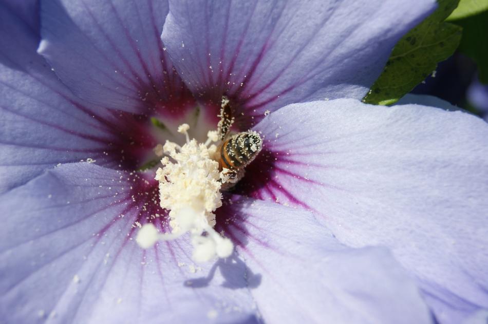 Flower Nature Plant