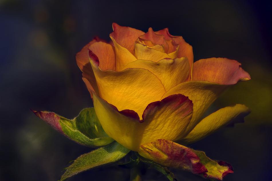Flower Nature Leaf