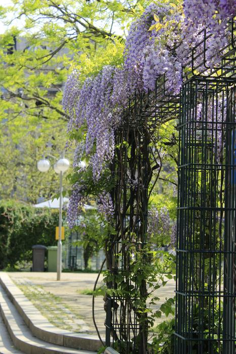 Tree Garden Flora