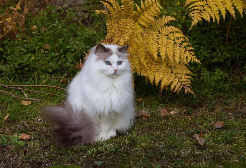 Mammals Nature Cat