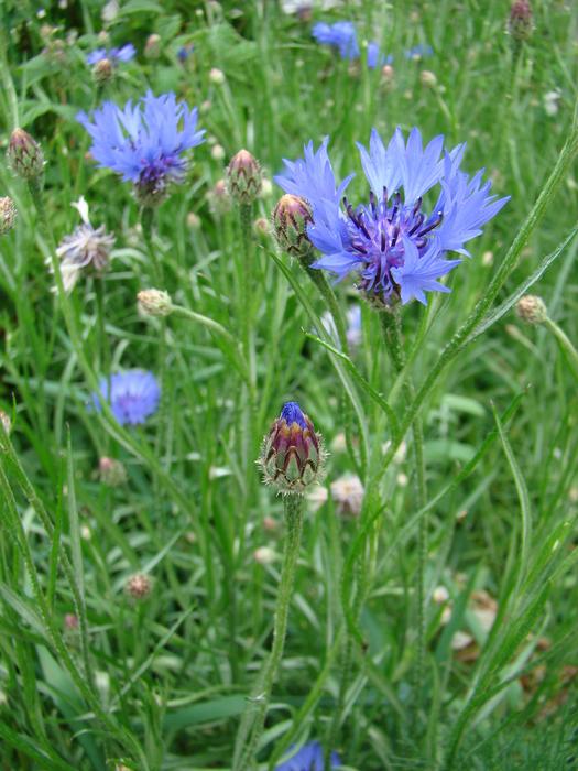 Summer Nature Flower