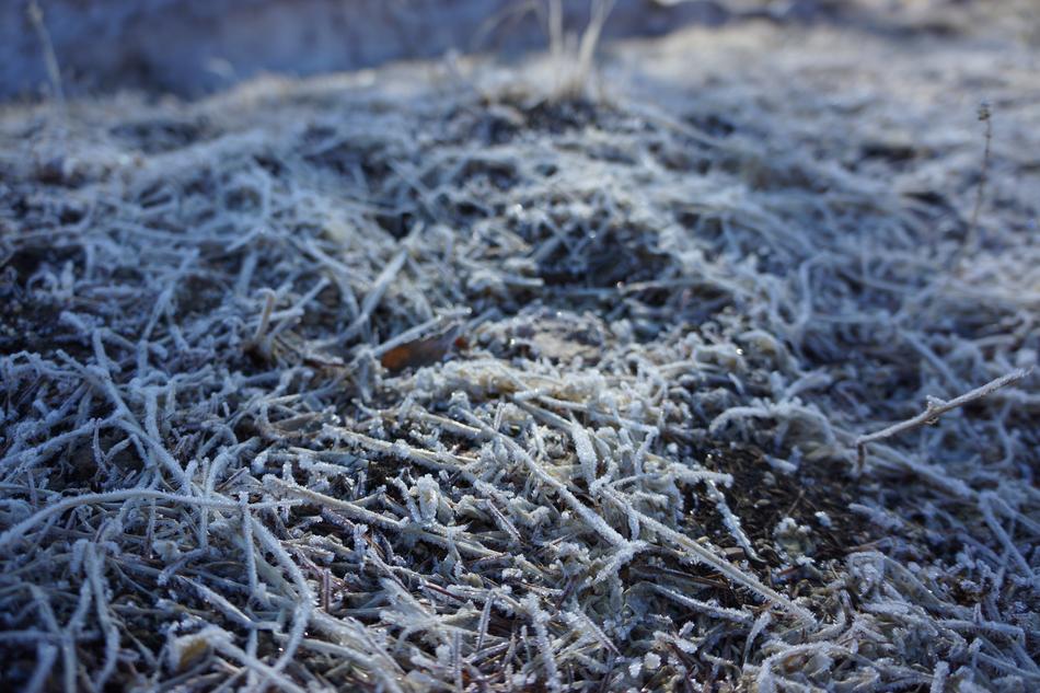 tree roots in the snow