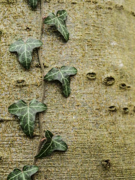 Alder Ivy Tribe
