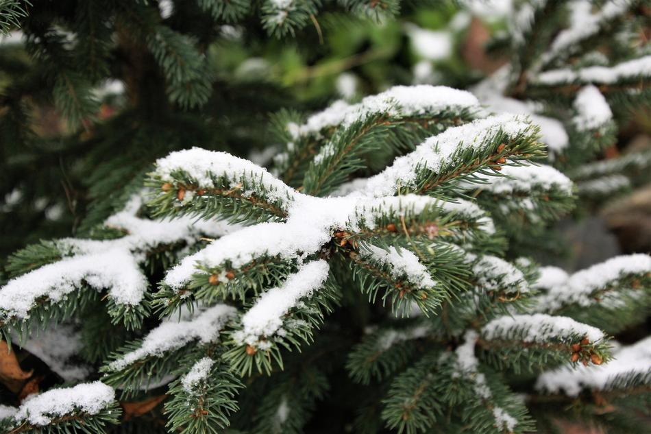 Snow The First Spruce
