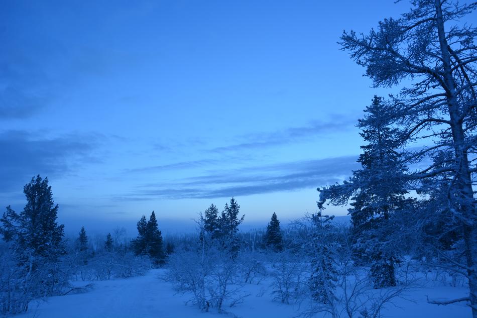 Tree Winter Nature