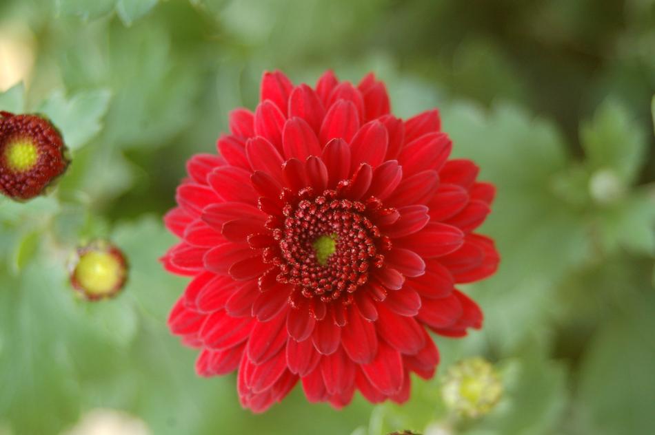 Nature Plant Flower