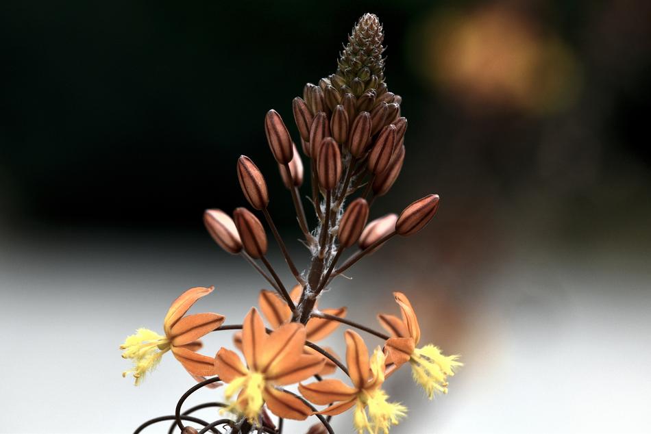 Flower Bulbine Southern Africa