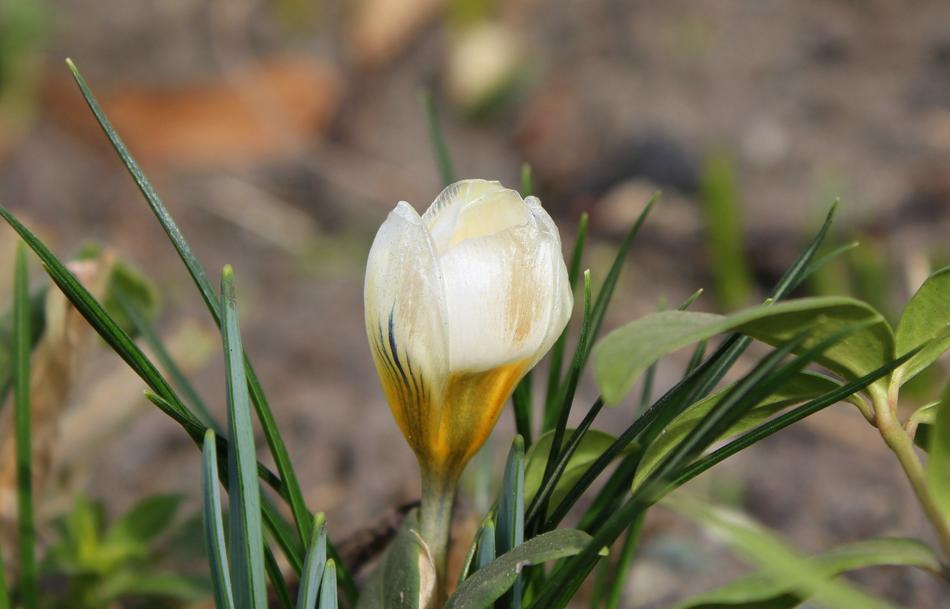 Krokus Spring Flowers Nature