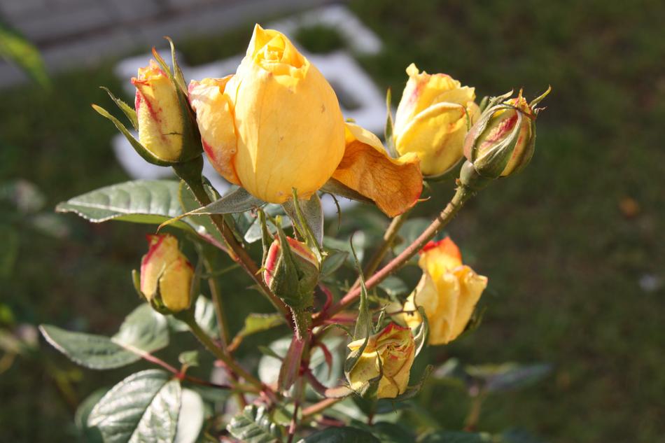 Flowers Belarus Nature
