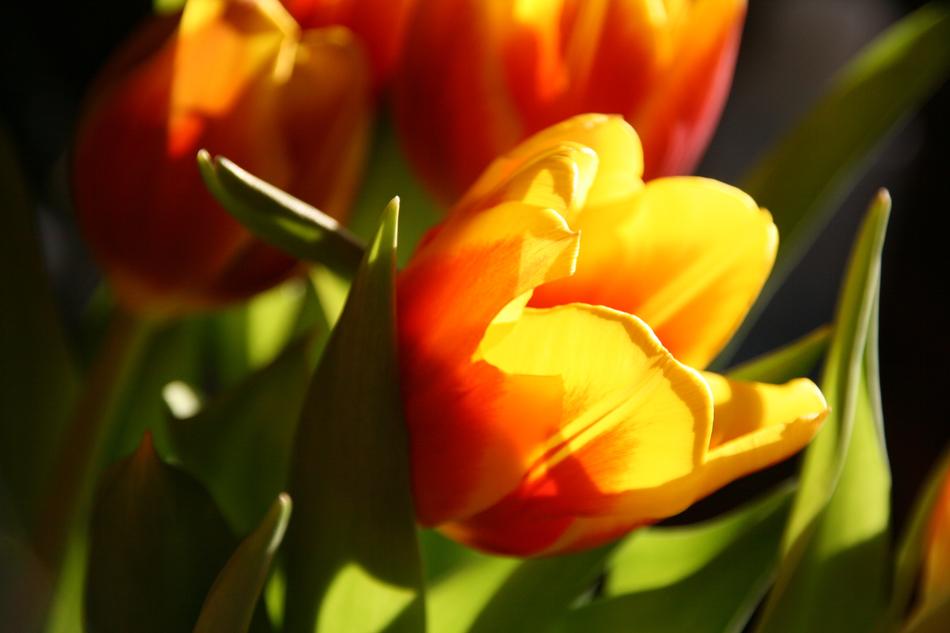 Tulip Flower Nature