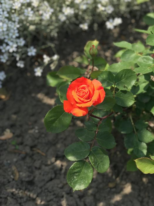 orange flower bud in the bush