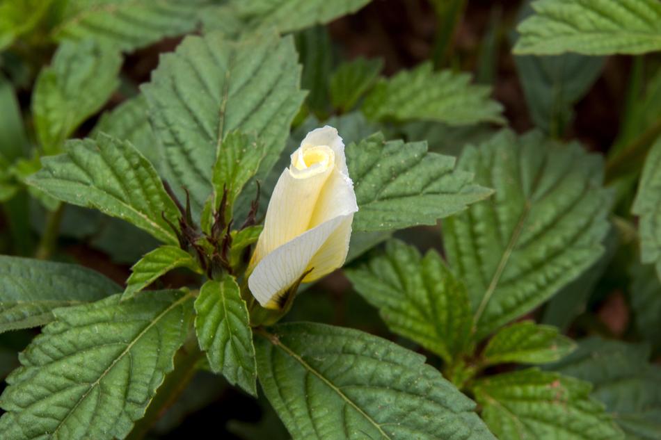 Leaf Nature Plant No
