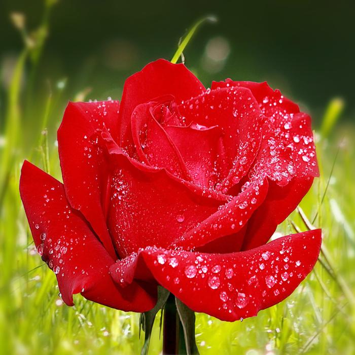 Flower Rose Red