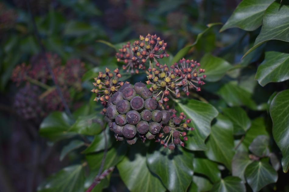 Nature Plant Fruit