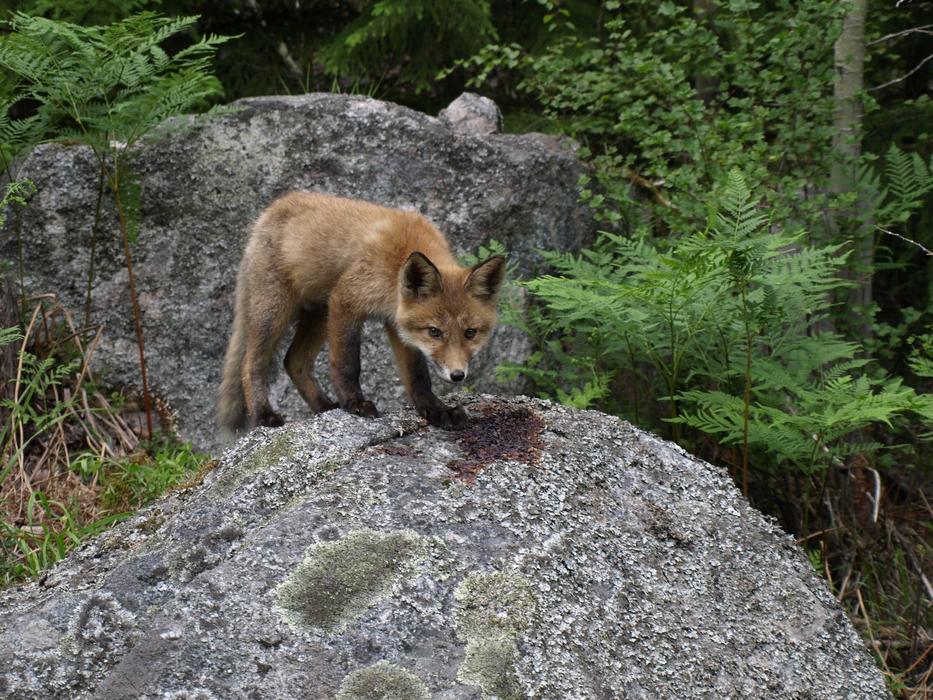 Fox Kid