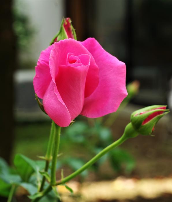 Flower Rosa Pink