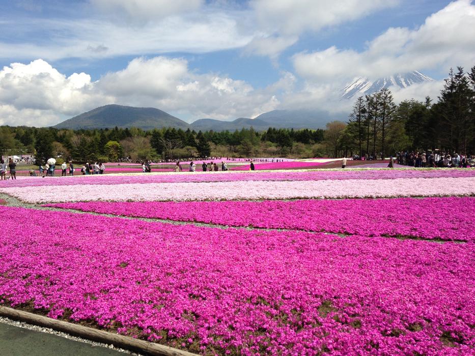 Flowers Any Person Not Plant