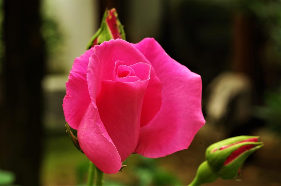 Flower Rosa Pink