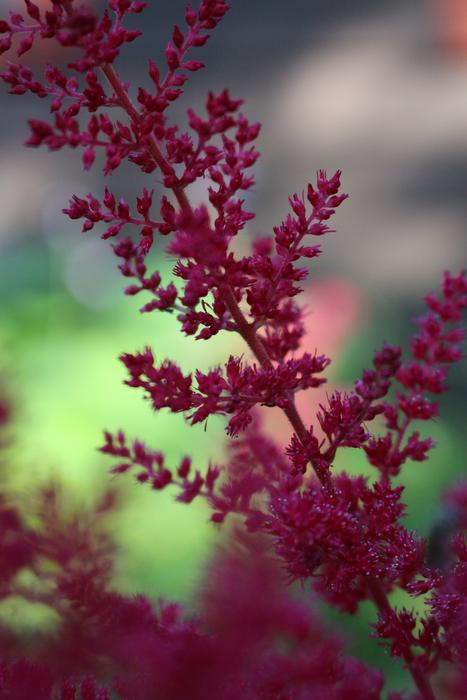 Red Flowers Flower