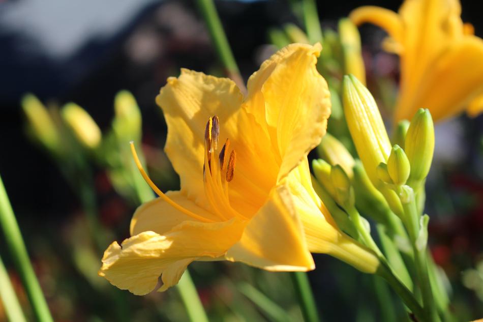 Yellow Flower Lily Nature