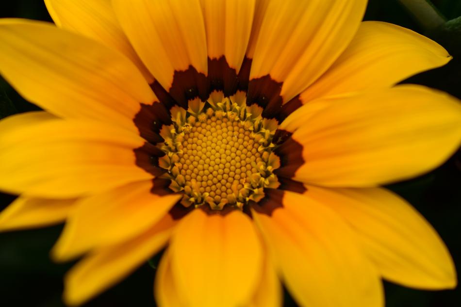 Flower Plant Nature