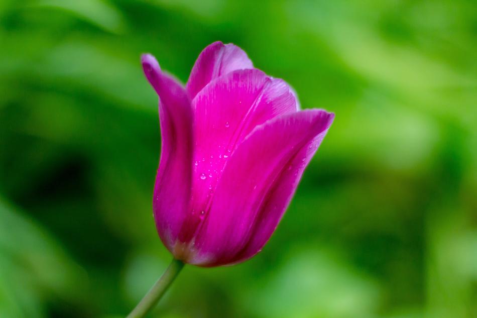 Tulip Nature Plant