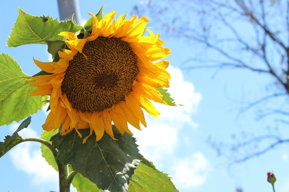 Sunflower Sky Yellow