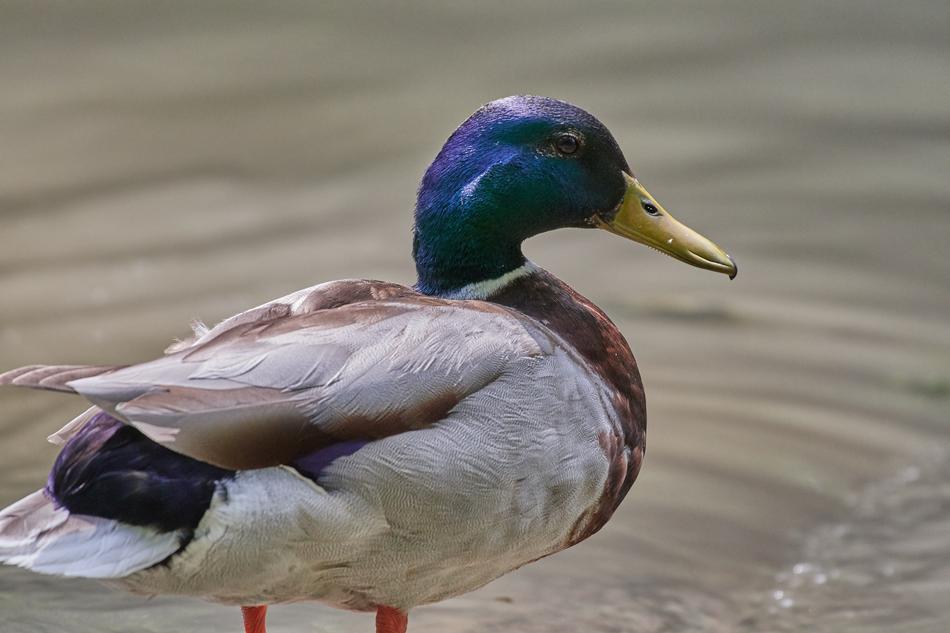 Duck Water Bird