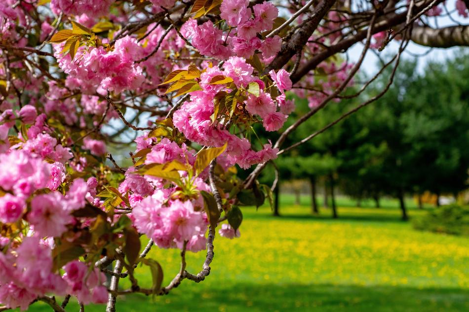 Spring Blossom Pink