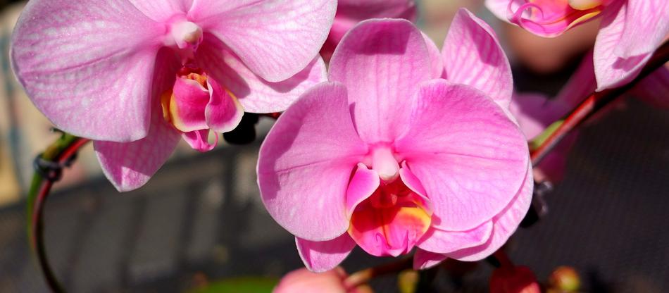 Orchid Flower Noble