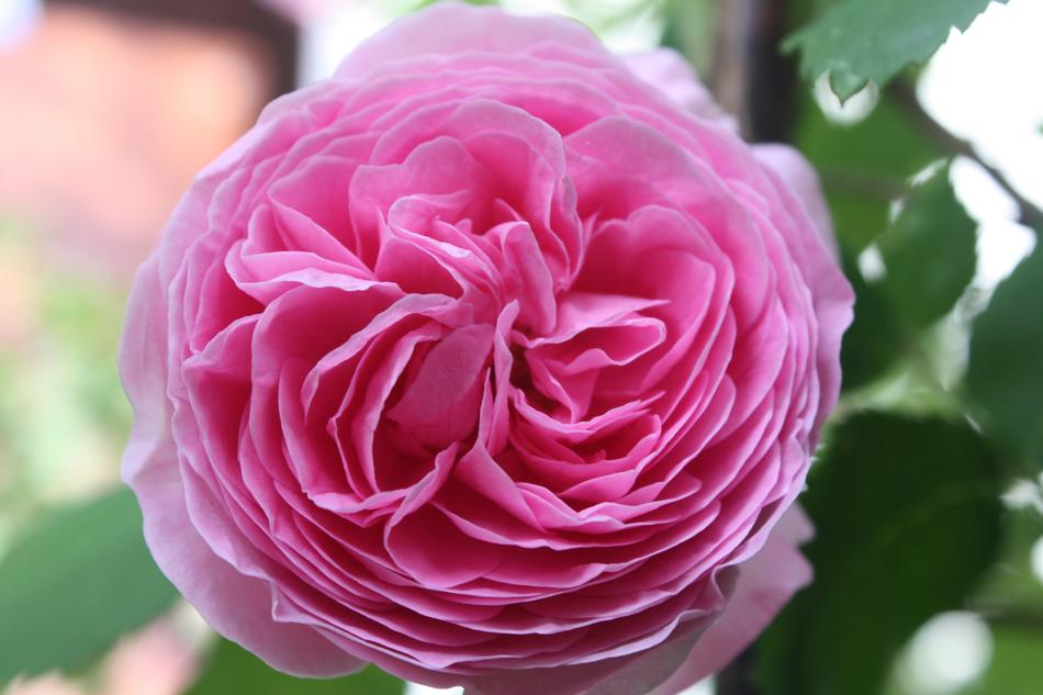 Flower Rose Petal