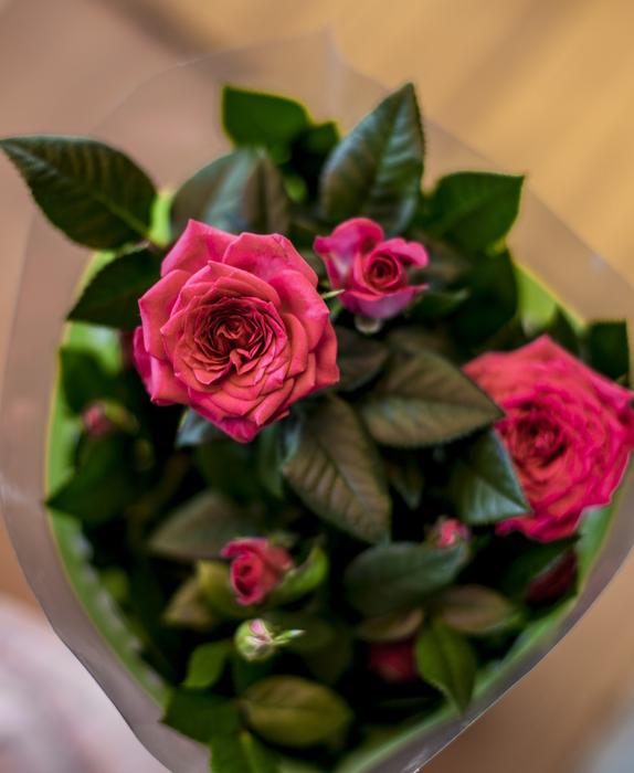 Flowers Roses Pink Tender