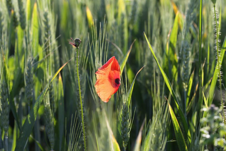 Red Poppy In Wheat Field Plant