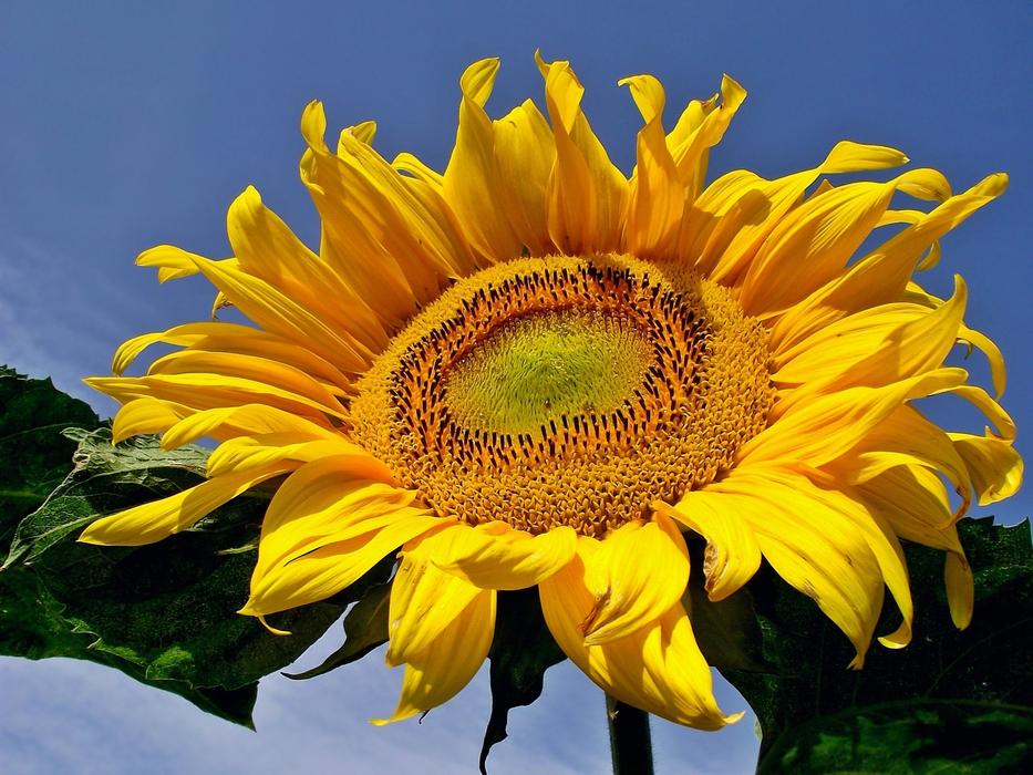 Nature Plant Summer