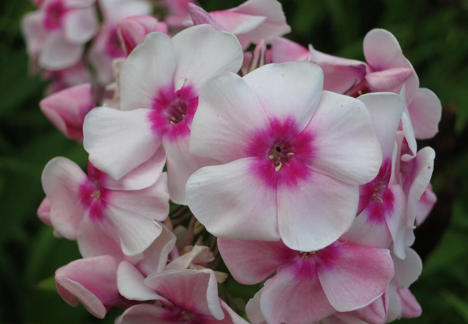 Flower Flowers Tender