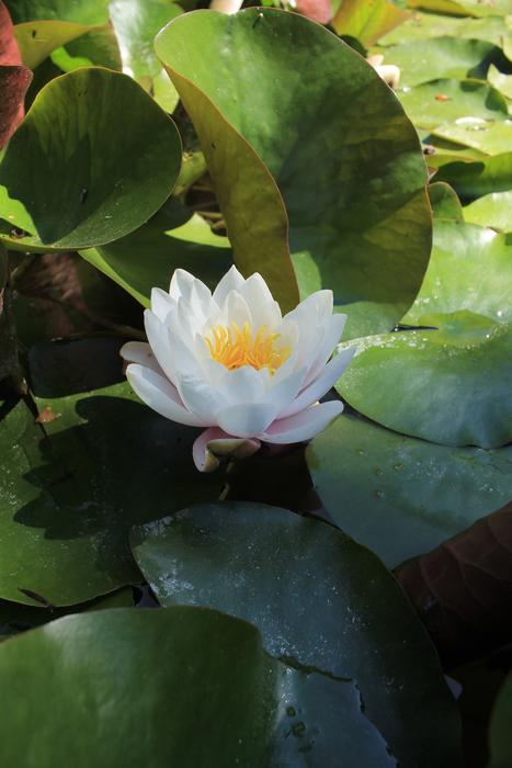 Botanist Plant Flora Vitória